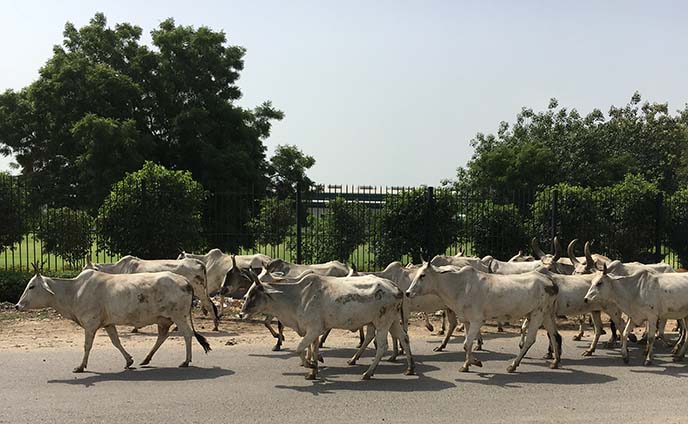 holy cows crossing road india