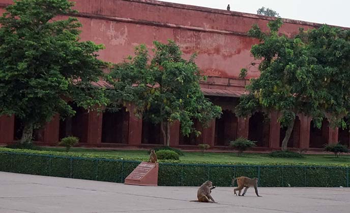 monkeys in india