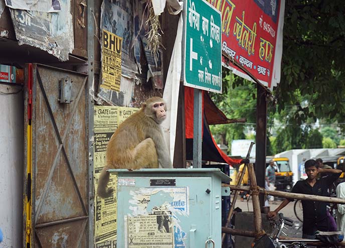 wild monkey in benares, india