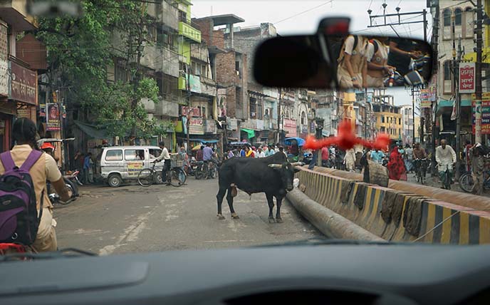 holy cows in streets varanasi india