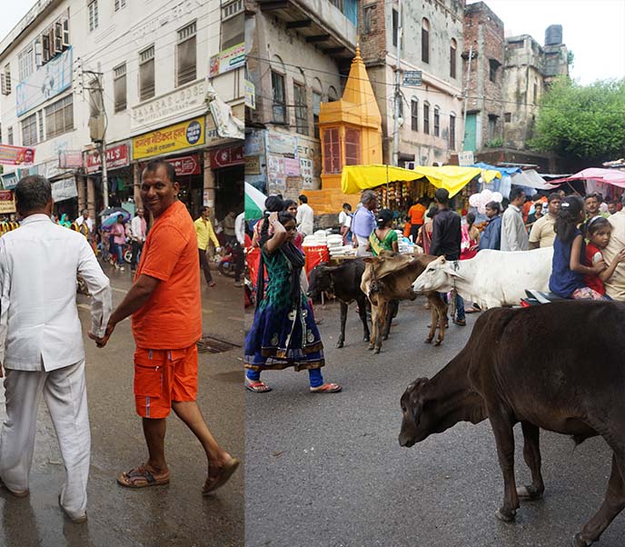 cows in streets benares kashi