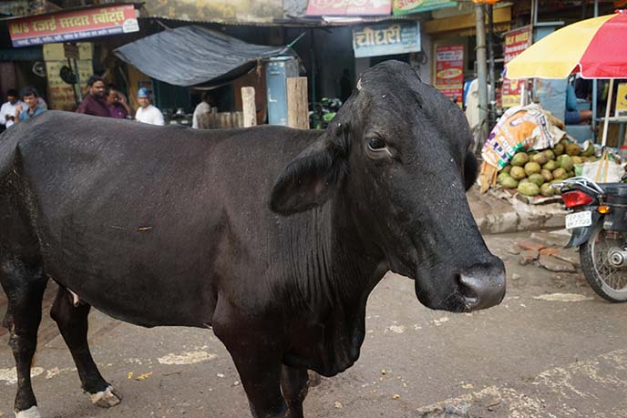 cows, pollution dirt in india