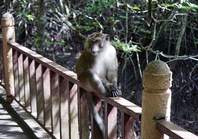 malaysia long tailed macaque