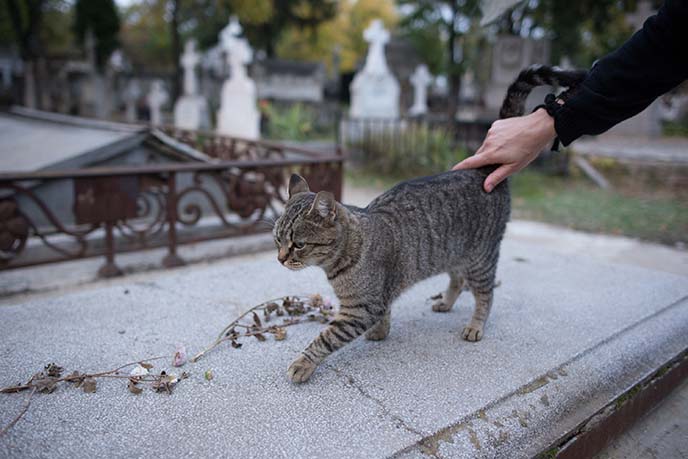 cat on coffin, graveyard