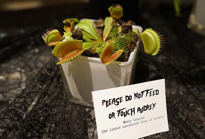 audrey carnivorous plants halloween