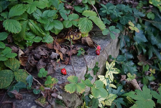 wild strawberries britain