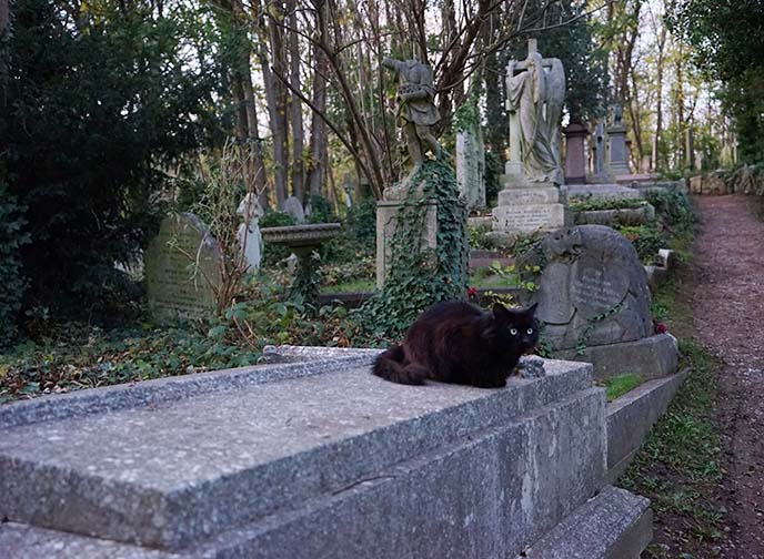 black cat on coffin