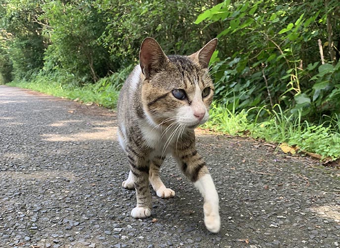 tashiro jima cat island cats