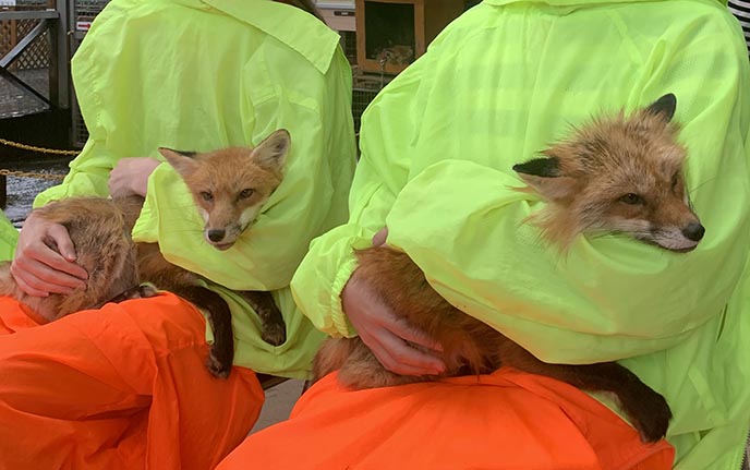 holding fox japan village petting