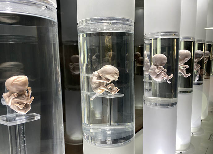 fetus baby development preserved babies fetuses