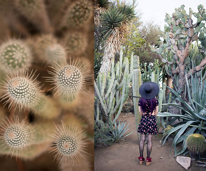 circular ball cacti cactus species