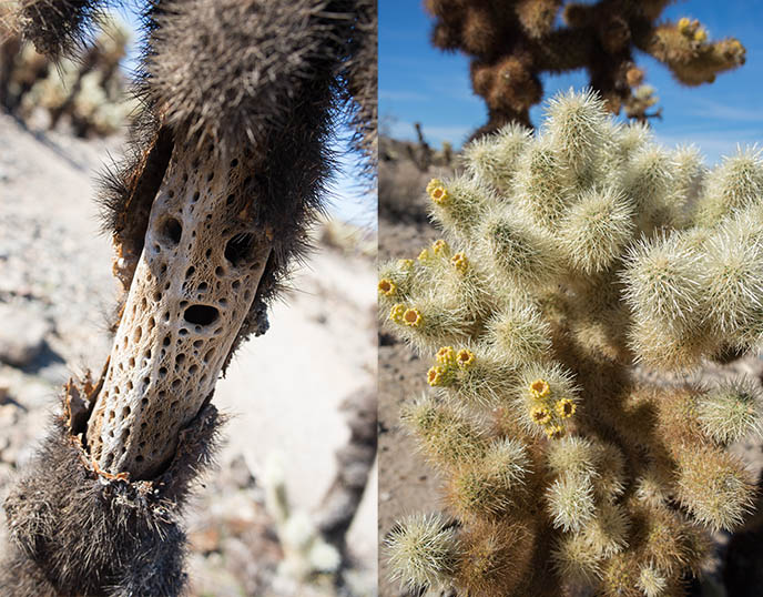 Cholla Cactus dead cacti teddy bear chollas