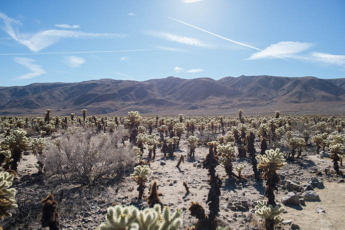 Cholla Cactus Garden cacti 