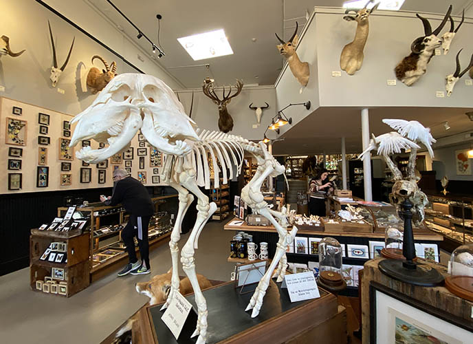 portland paxton gate two headed skeleton taxidermy