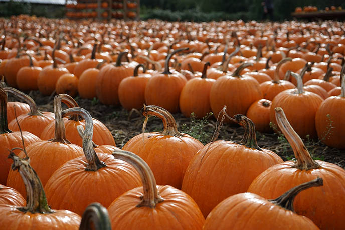 vancouver best pumpkin patches pick pumpkin travel guide