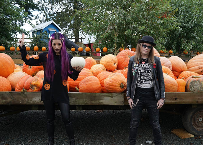 Maan Farms Pumpkins and Corn Maze