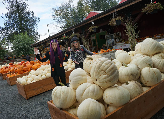 white pumpkins sale vancouver