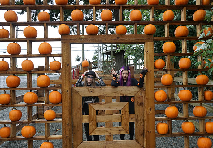 lower mainland vancouver pumpkin picking events