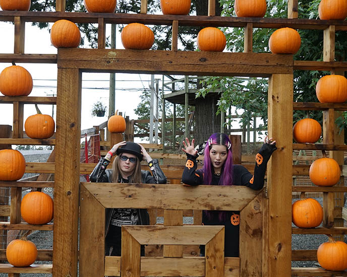 lower mainland vancouver outskirts pumpkin patches