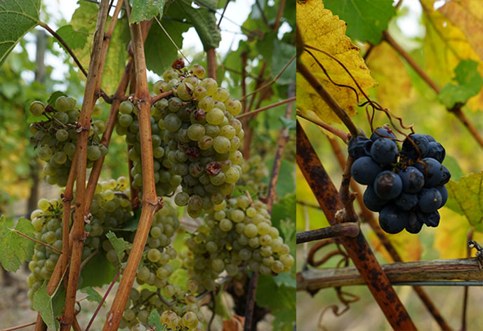 wine growing grapes on vine british columbia canada