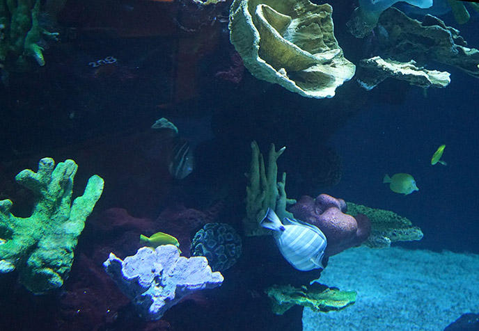 honolulu alohilani aquarium fish tank