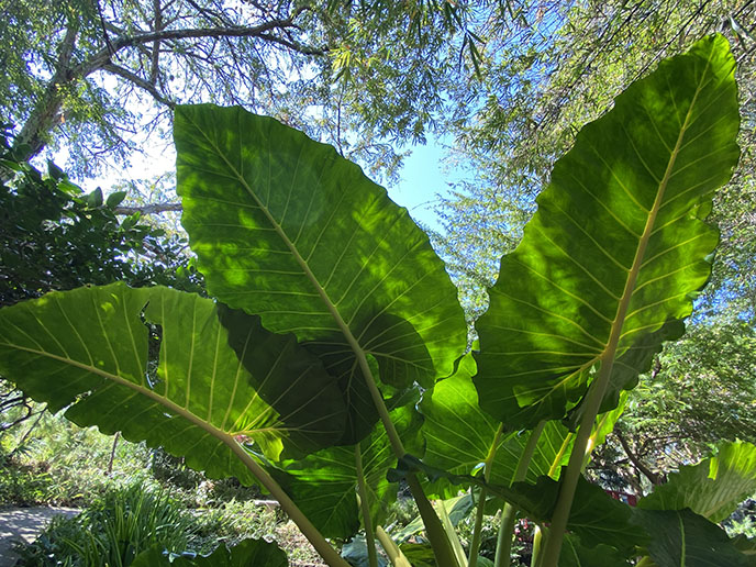 miami florida garden large leaves plants south beach botanical