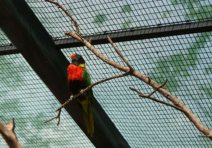 parrot feeding animal encounters zoo miami florida