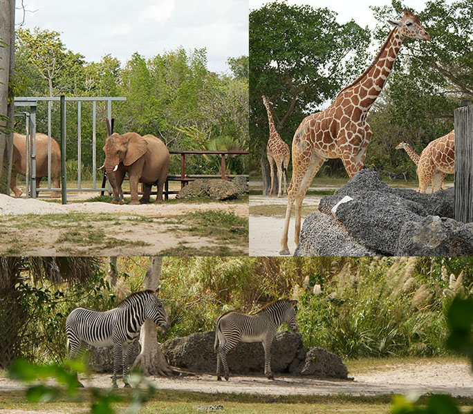 elephants african zebras giraffes miami zoo wild animals 