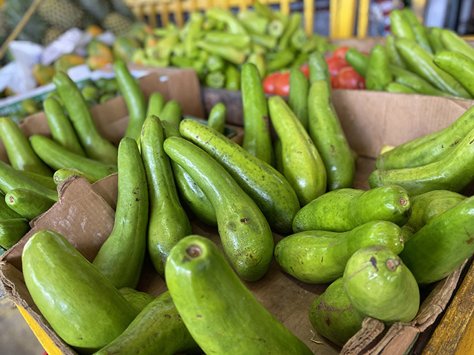 puerto rican avocados long green fruits