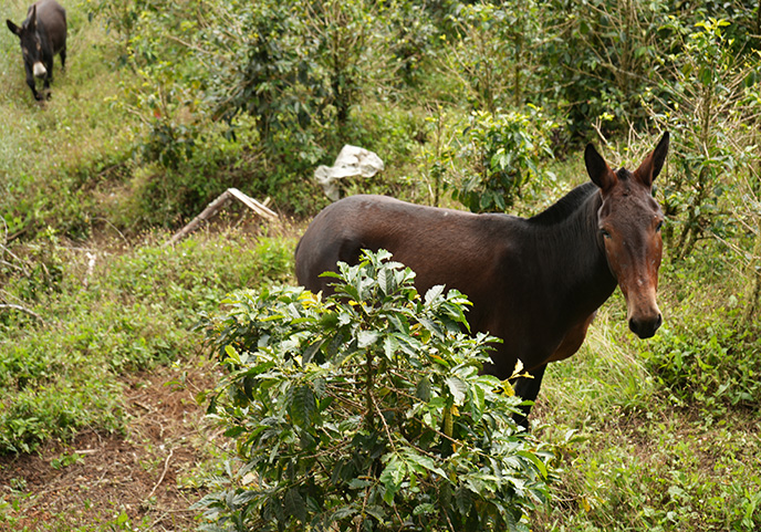 colombian coffee farm donkey tours