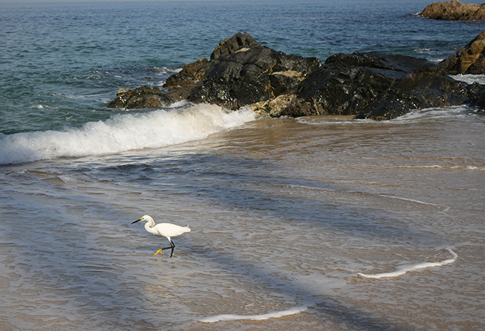 puerto vallarta mexico birds snowy egret white 