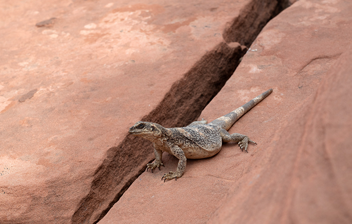 lizards iguanas valley of fire wildlife