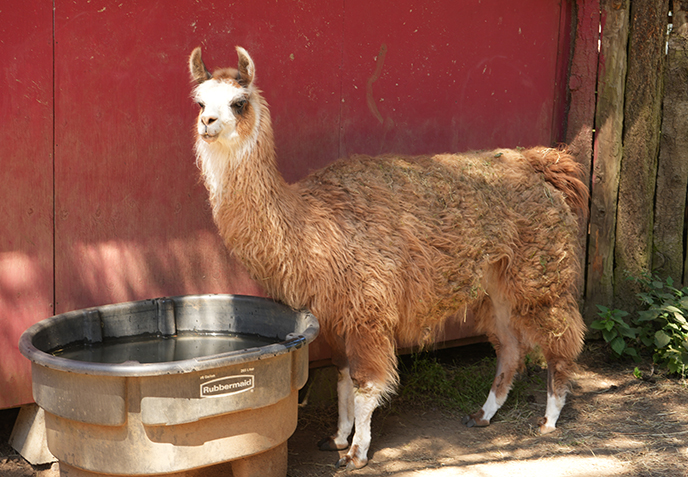 llama alpaca petting zoo gabriola island 