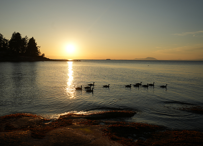 sunset procession floating ducks geese