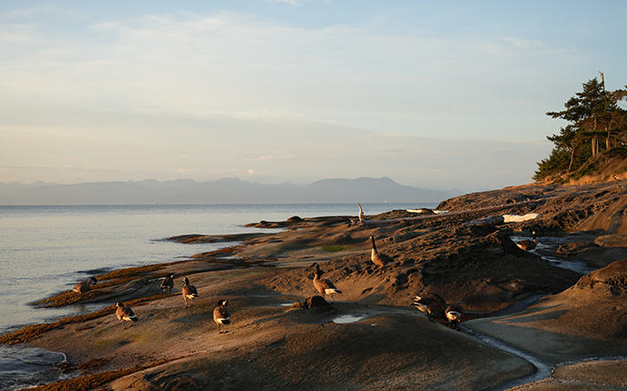 canada geese at beach sunset birds bc