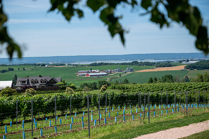 wolfville wine tours vineyards luckett grape vines tasting wines