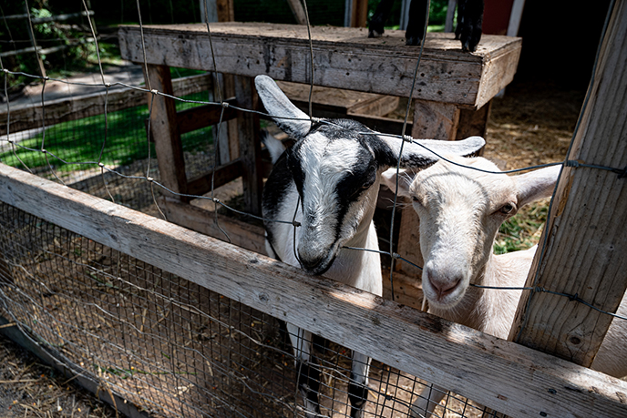 Hennigar's Farm Market goats Nova Scotia's Annapolis Valley,