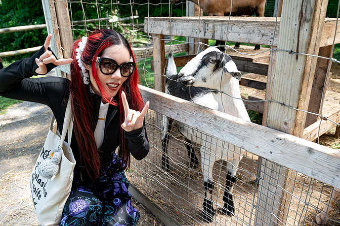 goth satanic goats hail goat satan devil halloween farm animals