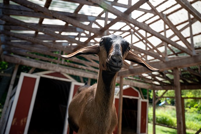 goat farm nova scotia animal petting zoos farms