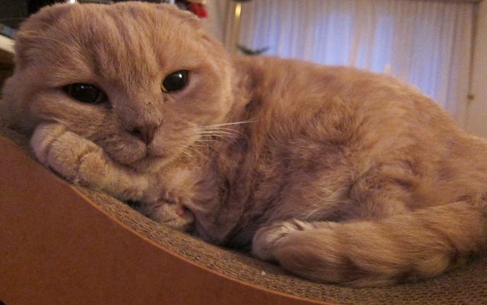 cute cat cats kitty kitten cute kittens scottish fold スコティッシュフォールド 猫 basil farrow lacarmina la carmina standing up begging food fat furry fuzzy playful breeders garfield earless no ears caterpillar pet bug pets teddy bear folds cutest ever cats101 travel tv show host hosting kawaii neko