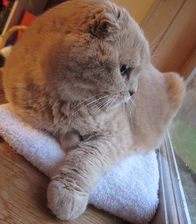 cute cat cats kitty kitten cute kittens scottish fold スコティッシュフォールド 猫 basil farrow lacarmina la carmina standing up begging food fat furry fuzzy playful breeders garfield earless no ears caterpillar pet bug pets teddy bear folds cutest ever cats101 travel tv show host hosting kawaii neko