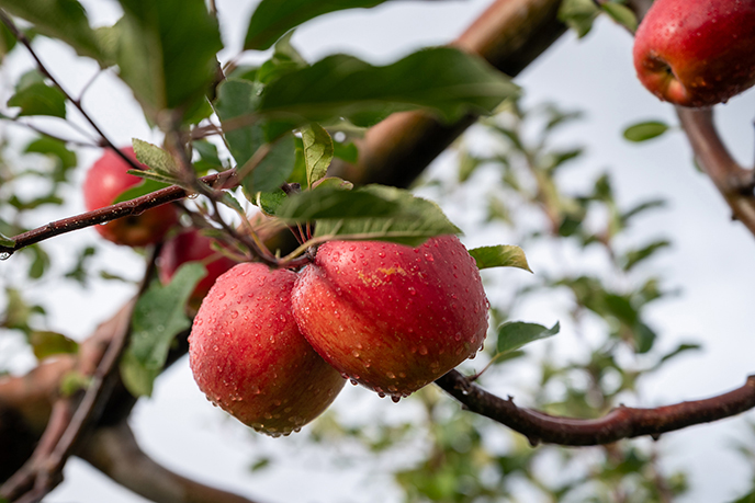 aomori japan apples produce