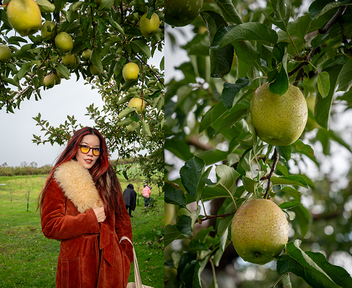 japanese apples fruits luxury fruit