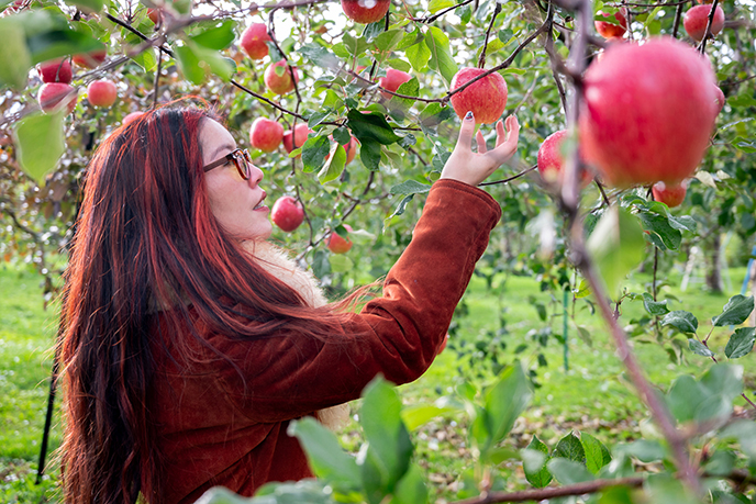 aomori apple picking farm