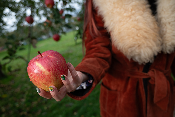 apple picking japan farm apples