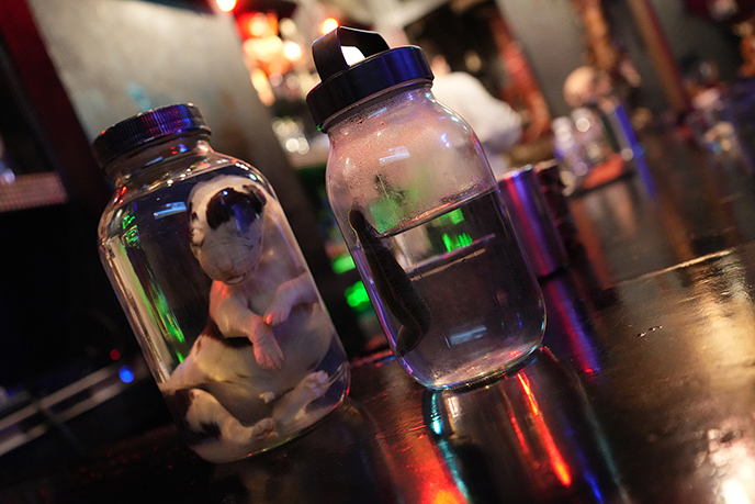 taxidermy oddities bar tokyo japan live leech