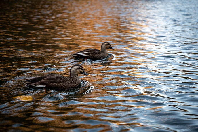 brown suede coat big sheepskin collar womens