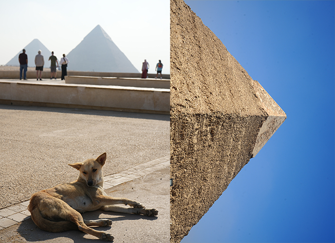 stay dogs giza pyramids 