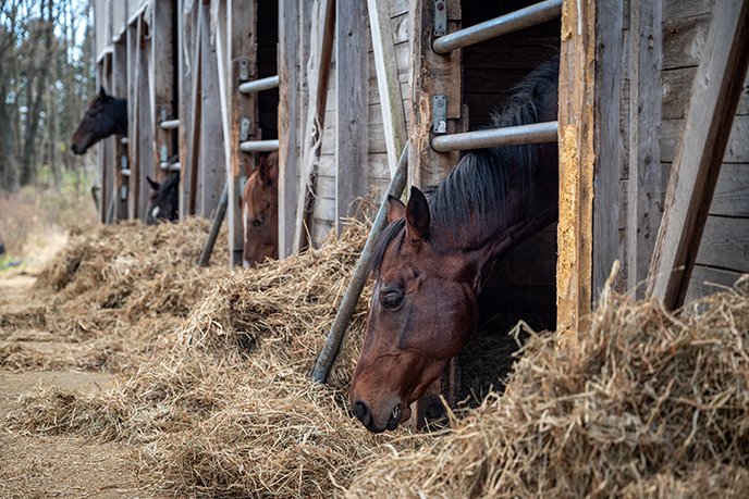 hachimantai iwate horse farm